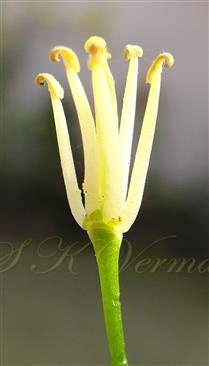  Stamens